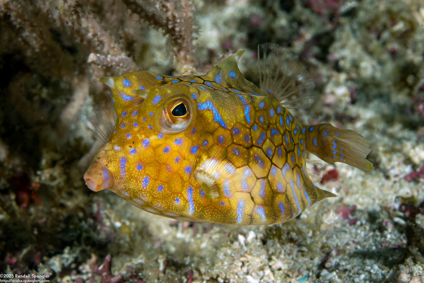 Lactoria fornasini (Thornback Cowfish)