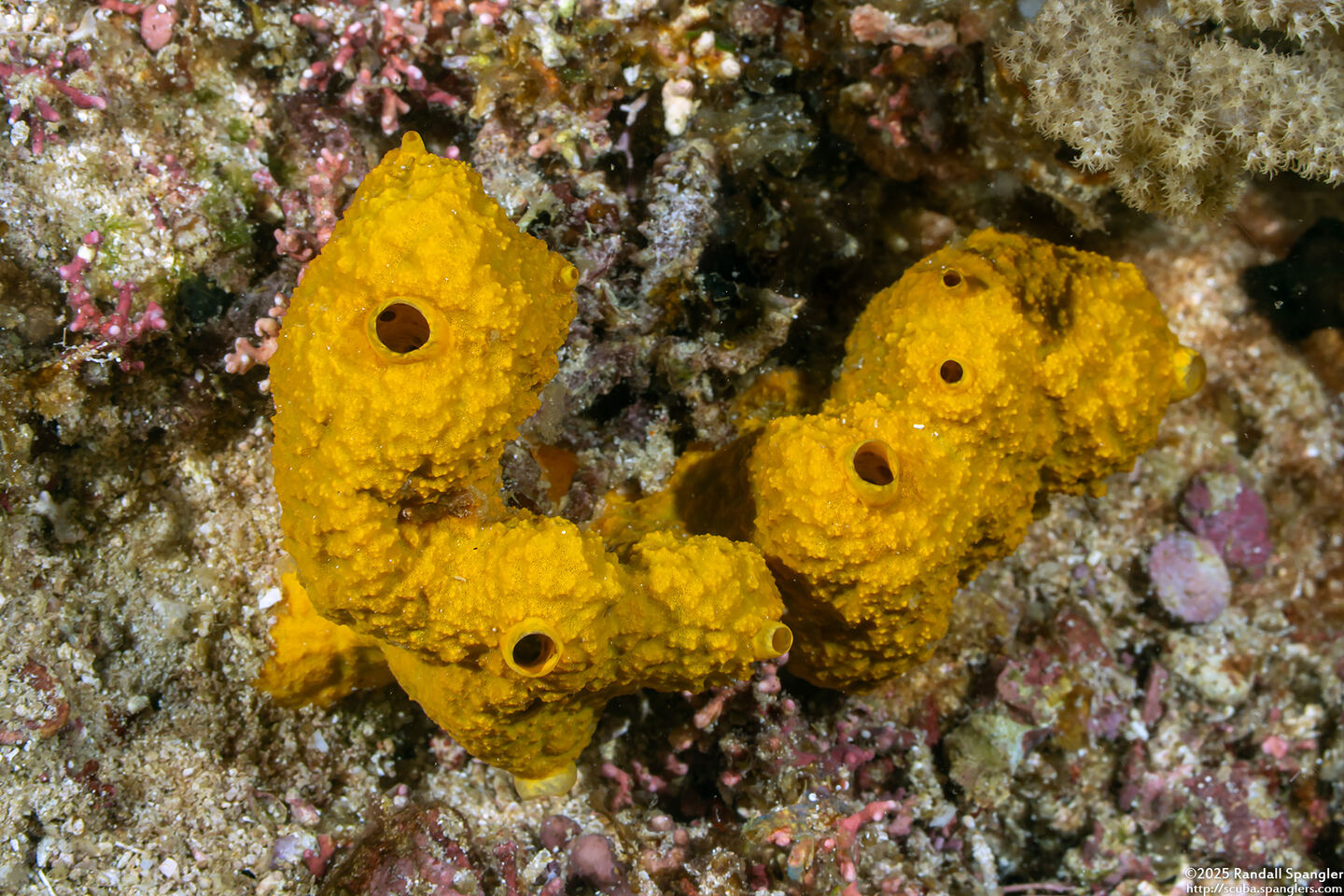 Stylissa massa (Stylissa massa)