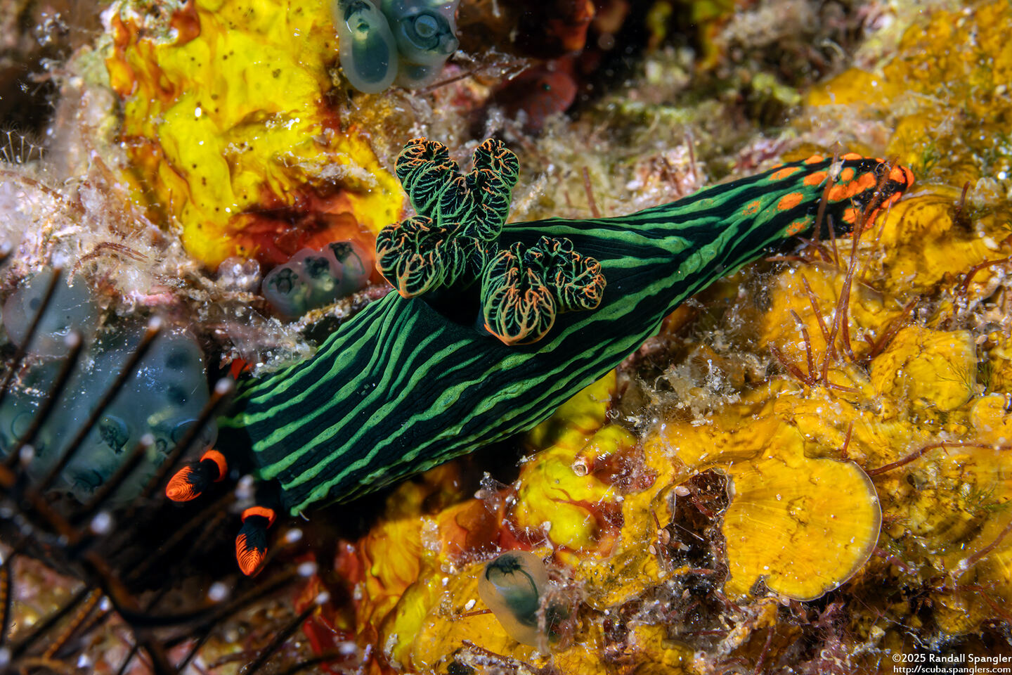 Nembrotha kubaryana (Kubaryana's Nembrotha)