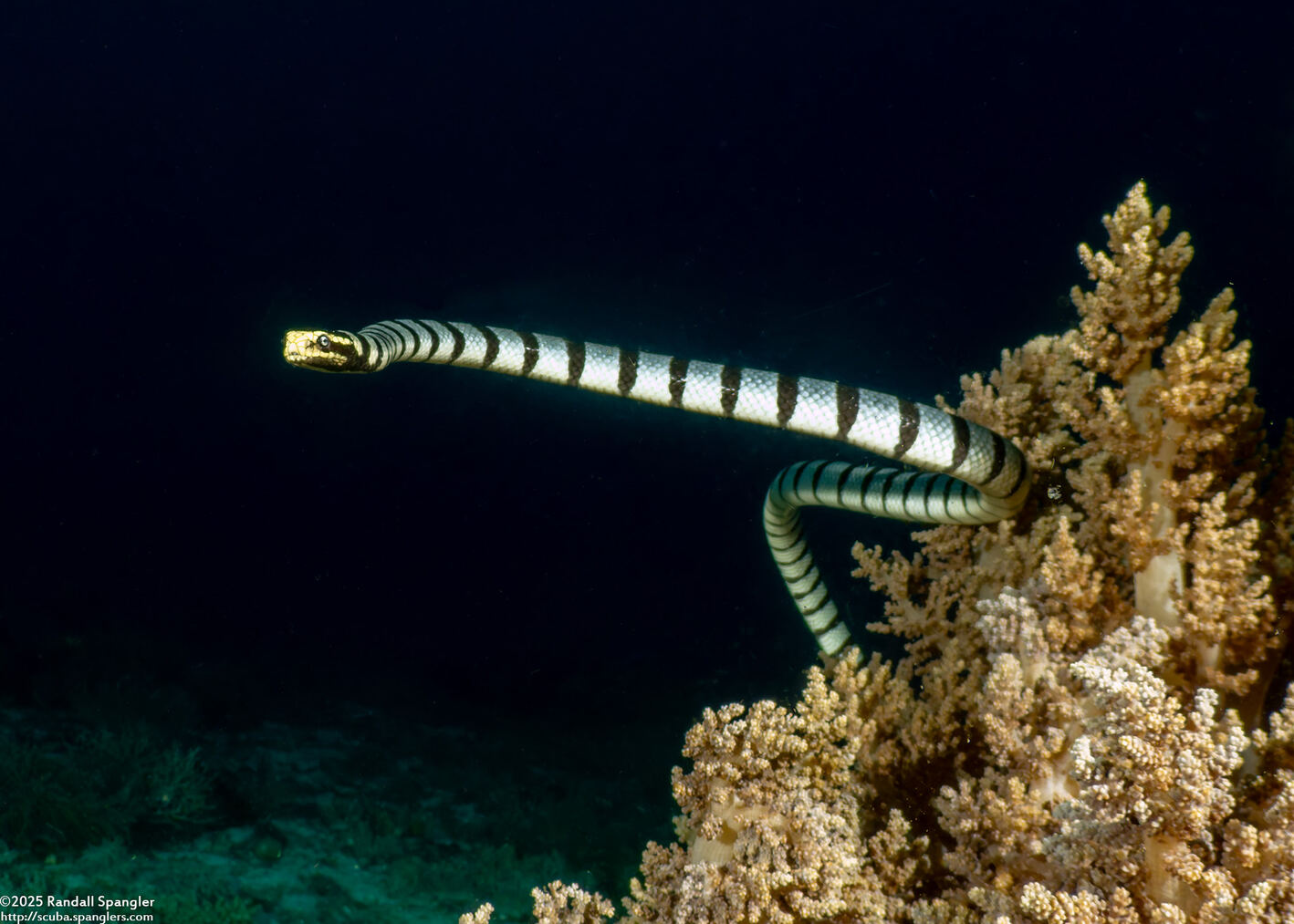 Laticauda colubrina (Banded Sea Krait)