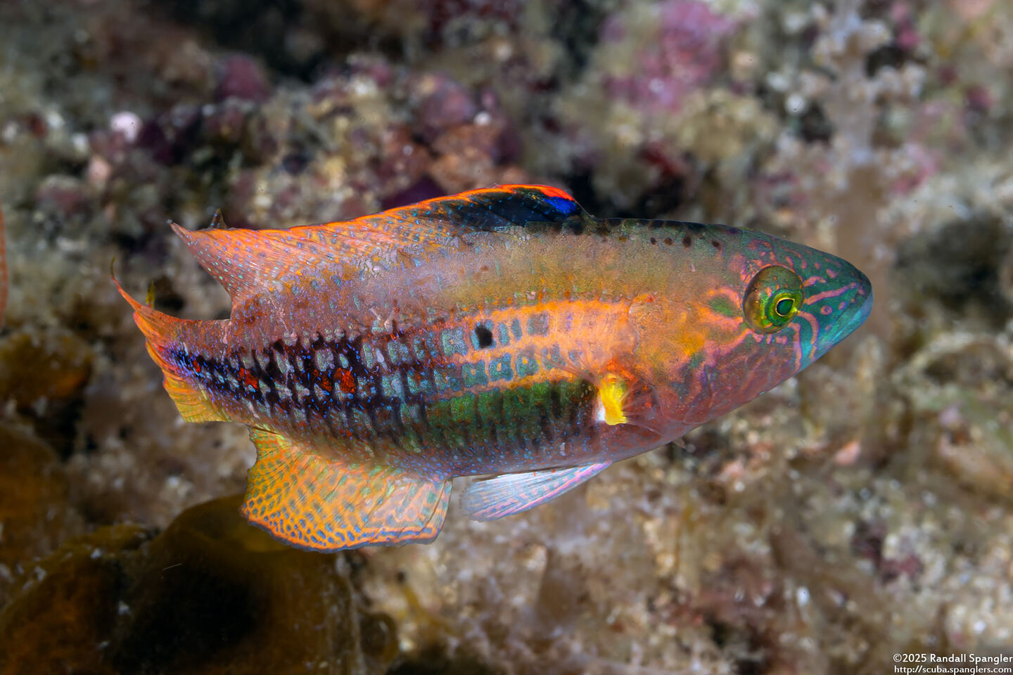 Oxycheilinus bimaculatus (Twospot Wrasse)