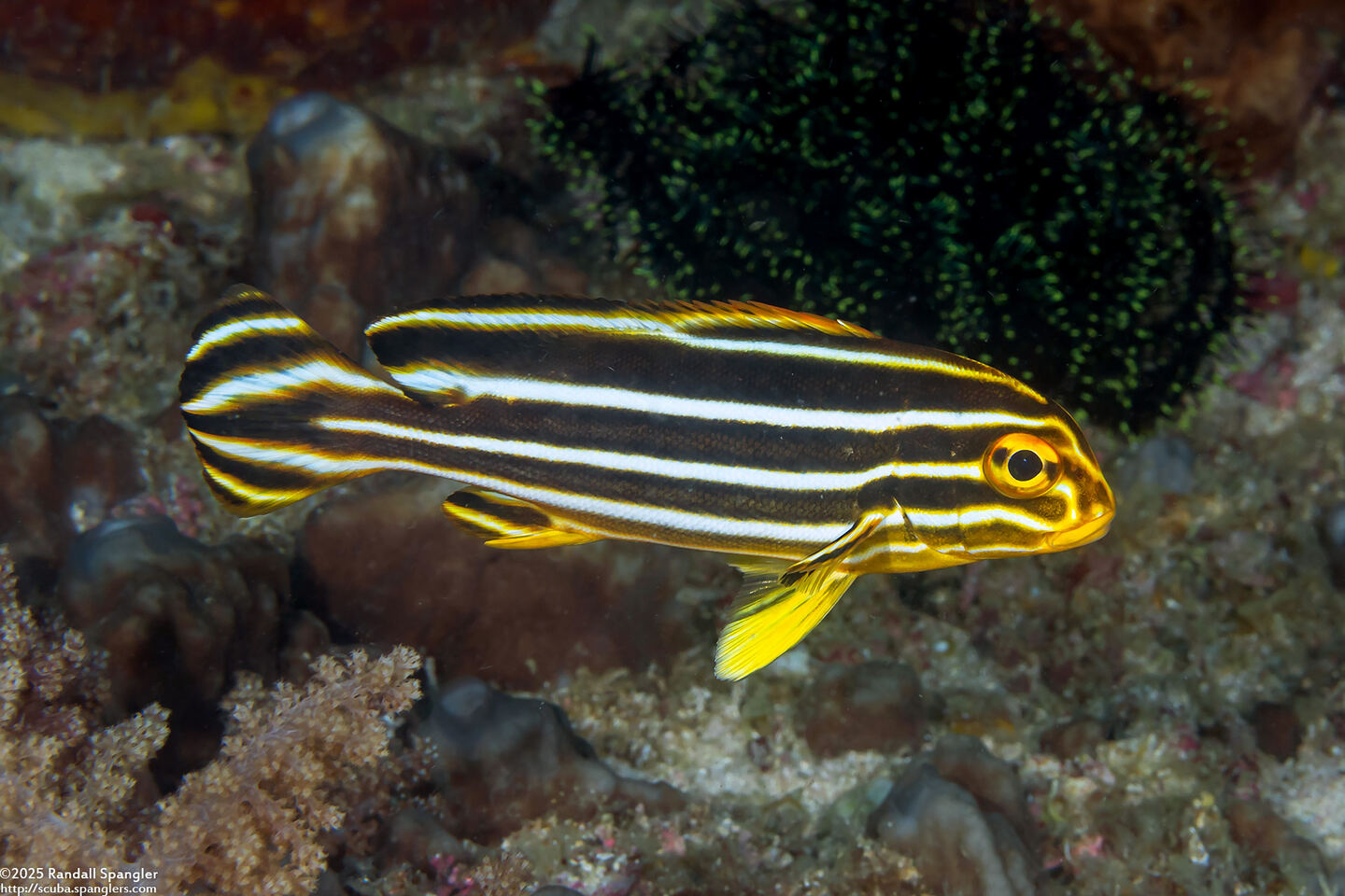 Plectorhinchus polytaenia (Ribbon Sweetlips)