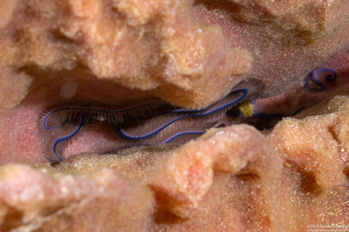 Macrophiothrix nereidina (Sea Nymph Brittle Star)
