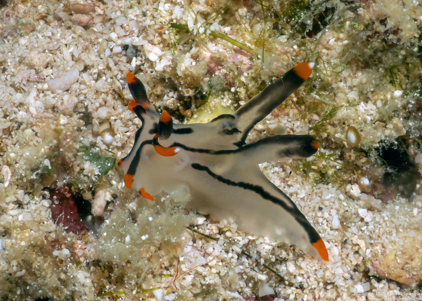 Thecacera picta (Painted Thecacera)