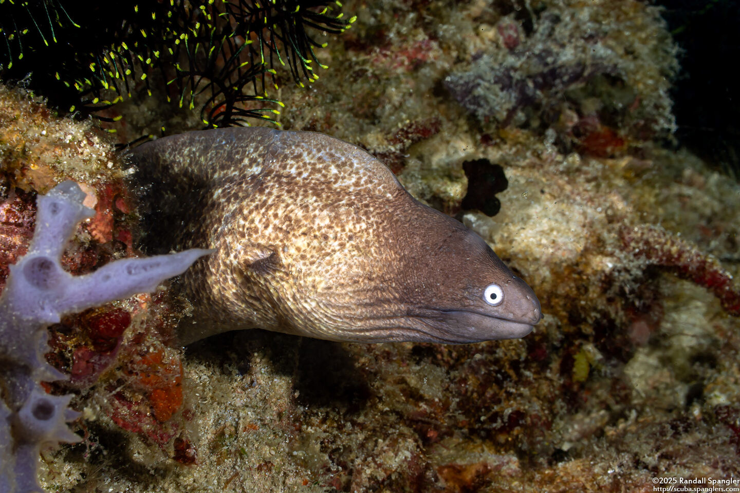 Gymnothorax thyrsoideus (White-Eyed Moray)