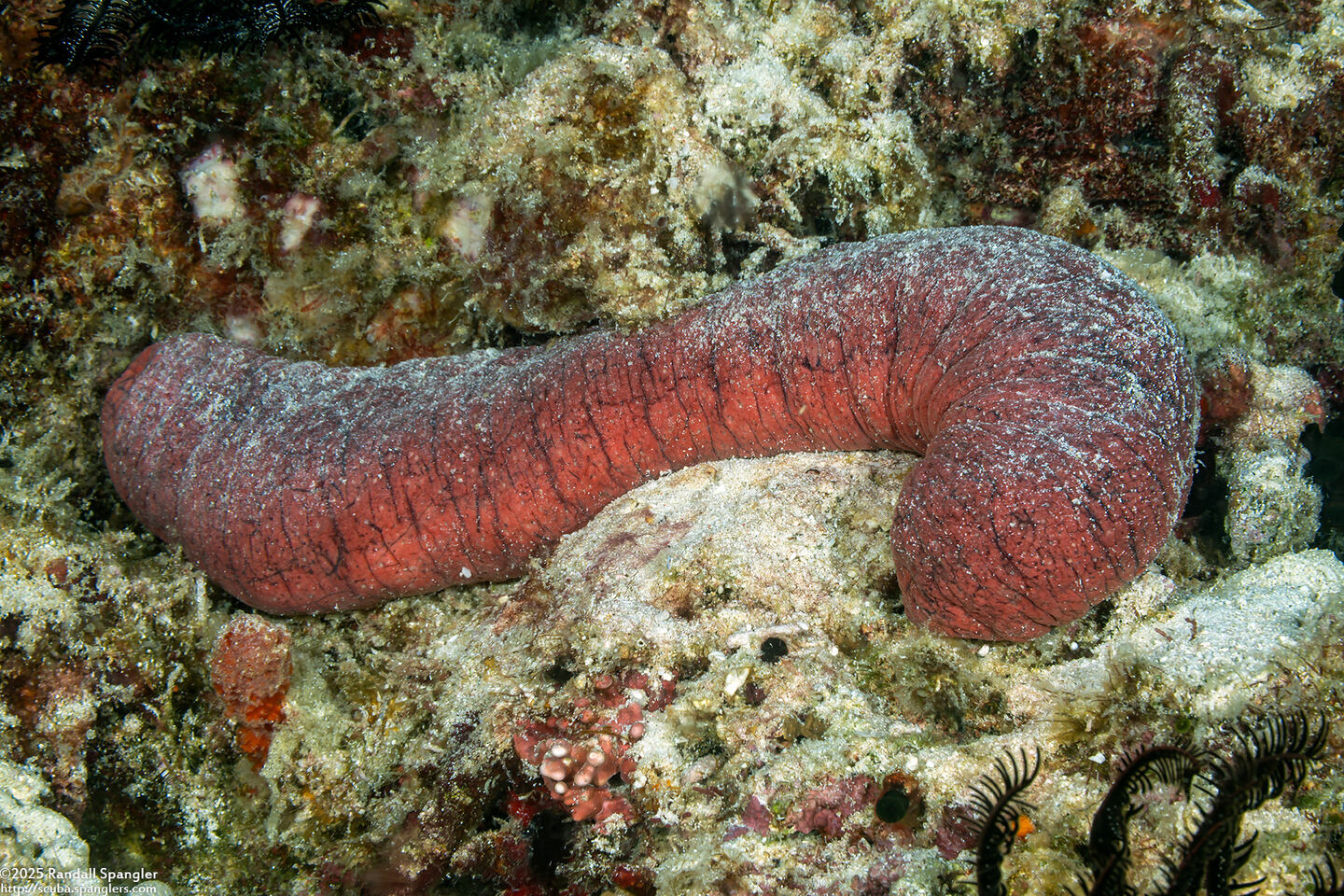 Holothuria edulis (Pinkfish Sea Cucumber)
