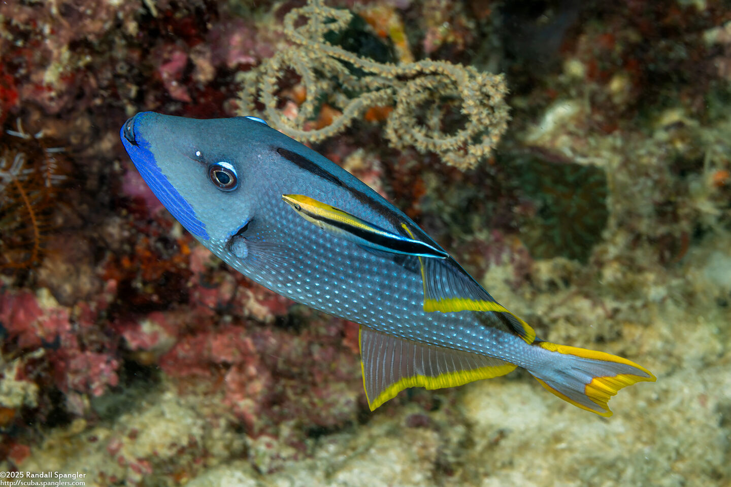Labroides dimidiatus (Bluestreak Cleaner Wrasse)