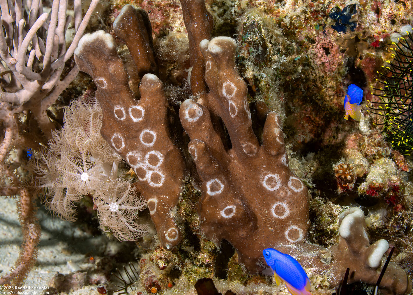 Heliopora coerulea (Blue Coral)