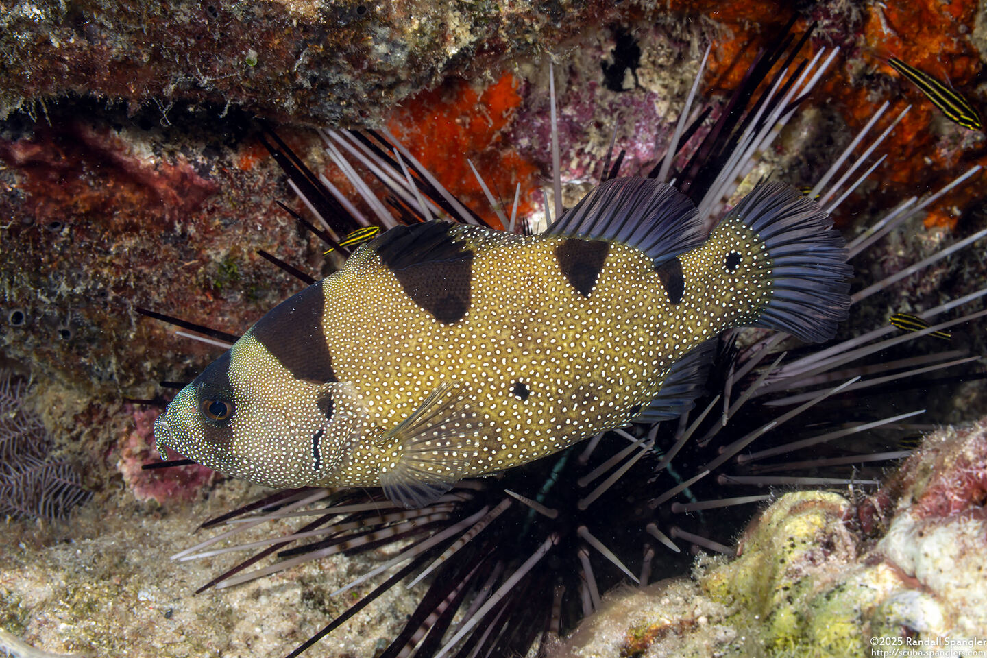 Pogonoperca punctata (Spotted Soapfish)
