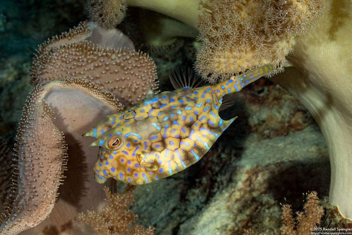Lactoria fornasini (Thornback Cowfish)