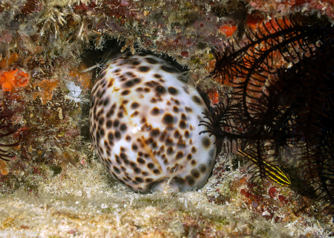 Cypraea tigris (Tiger Cowry)