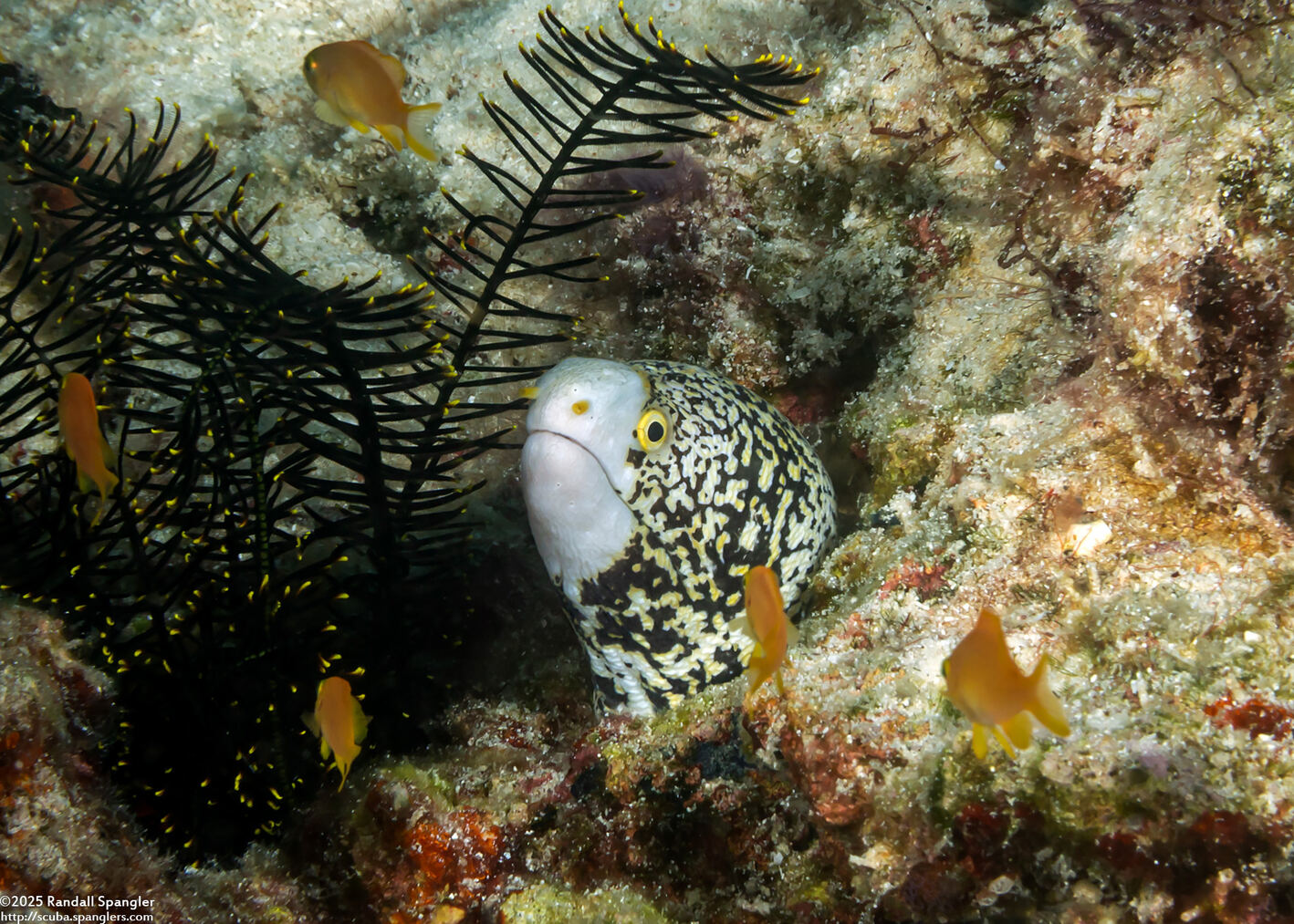 Echidna nebulosa (Snowflake Moray)