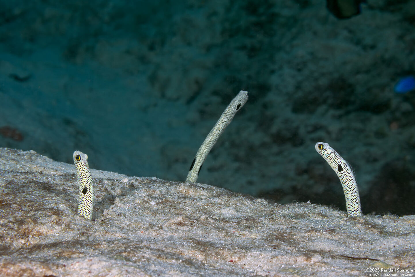 Heteroconger hassi (Spotted Garden Eel)