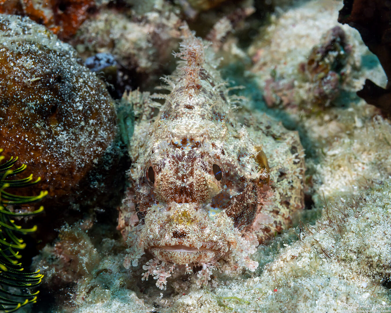 Scorpaenopsis venosa (Raggy Scorpionfish)