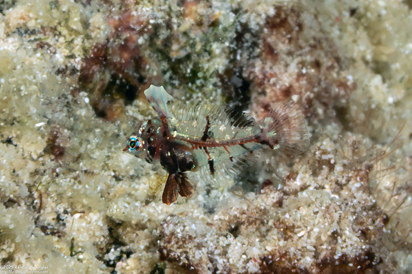 Macropharyngodon negrosensis (Black Leopard Wrasse); Tiny juvenile