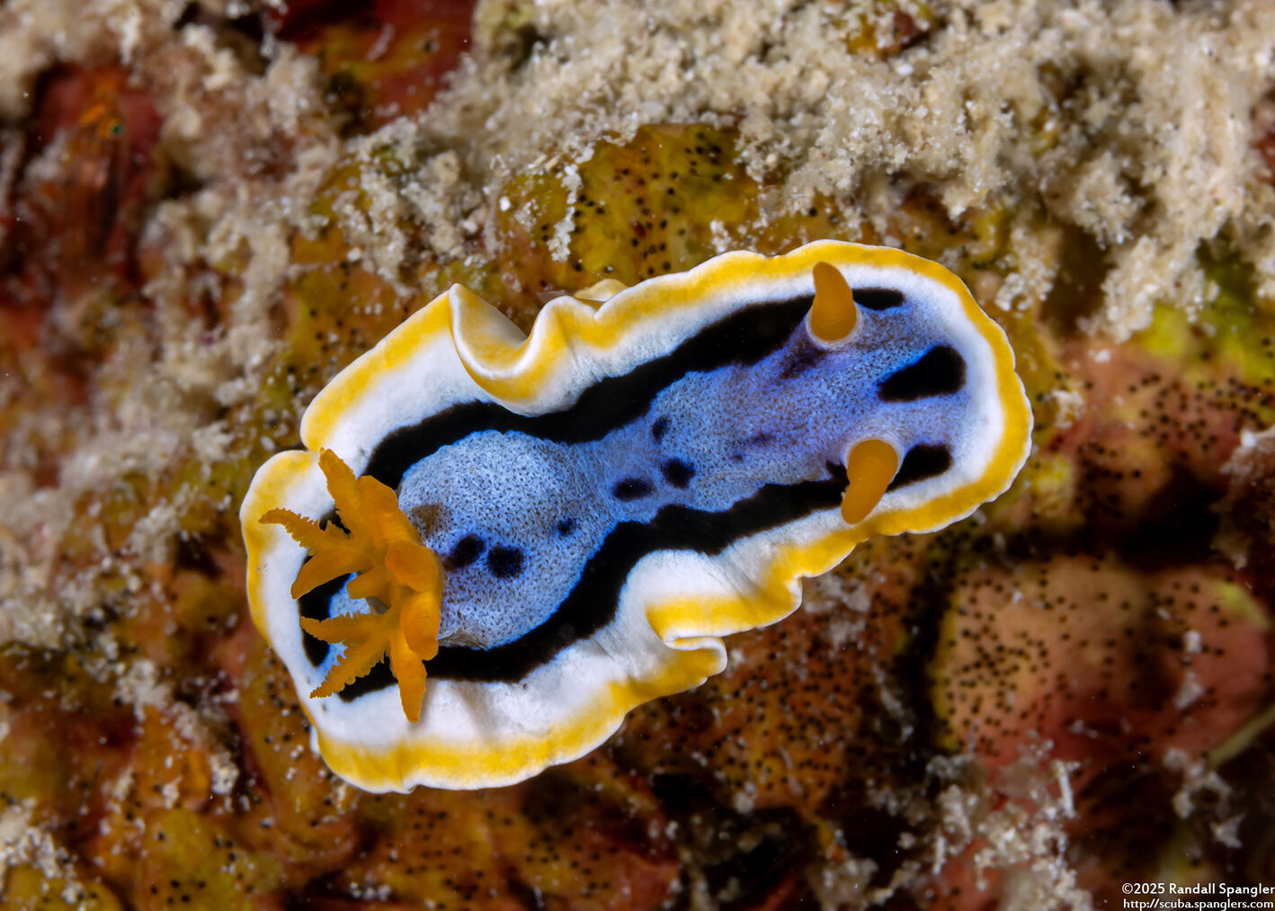 Chromodoris michaeli (Michael’s Chromodoris)