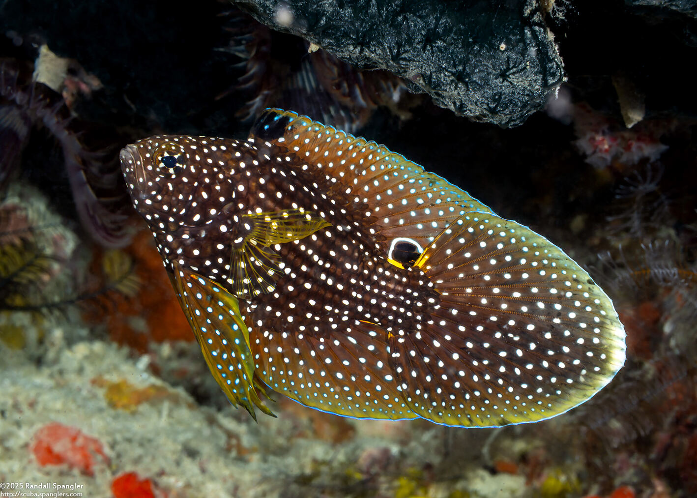 Calloplesiops altivelis (Comet Longfin)