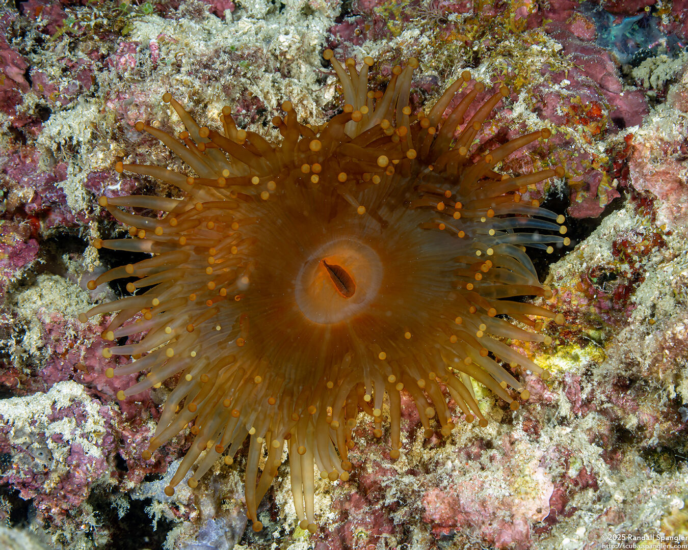 Pseudocorynactis sp.2 (Pseudocorynactis sp.2)