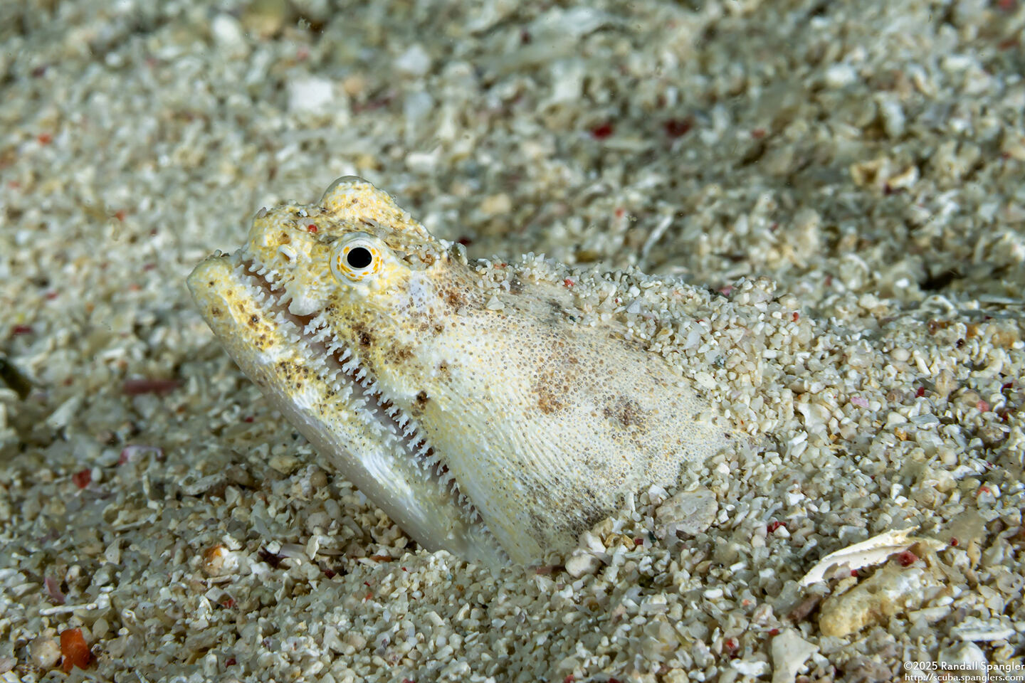 Brachysomophis crocodilinus (Crocodile Snake Eel)
