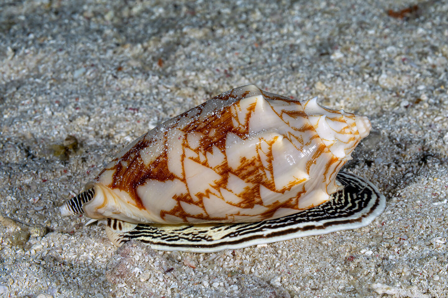 Cymbiola vespertilio (Bat Volute)