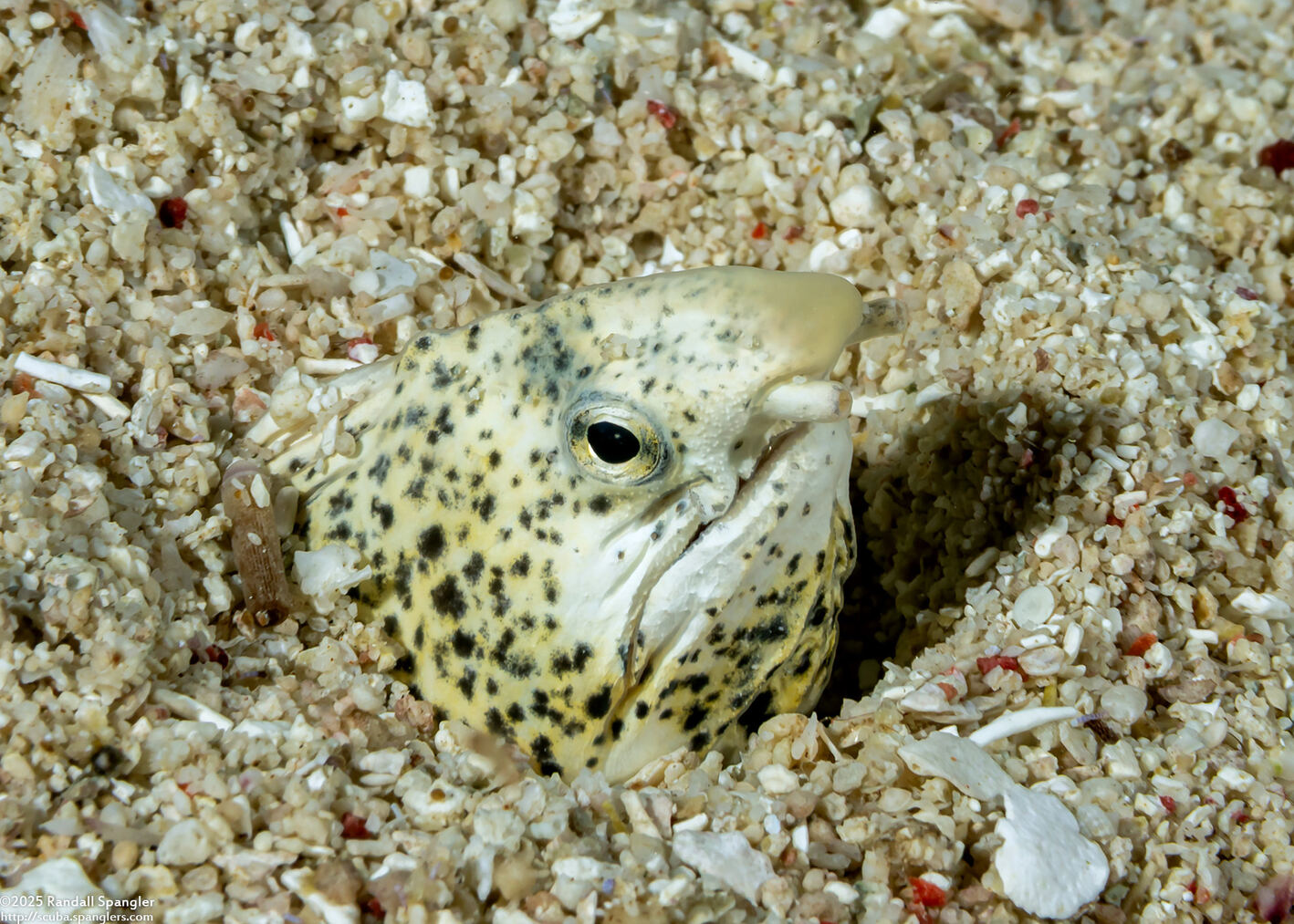 Callechelys marmorata (Marbled Snake Eel)