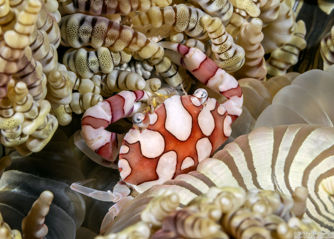 Lissocarcinus laevis (Harlequin Swimming Crab)