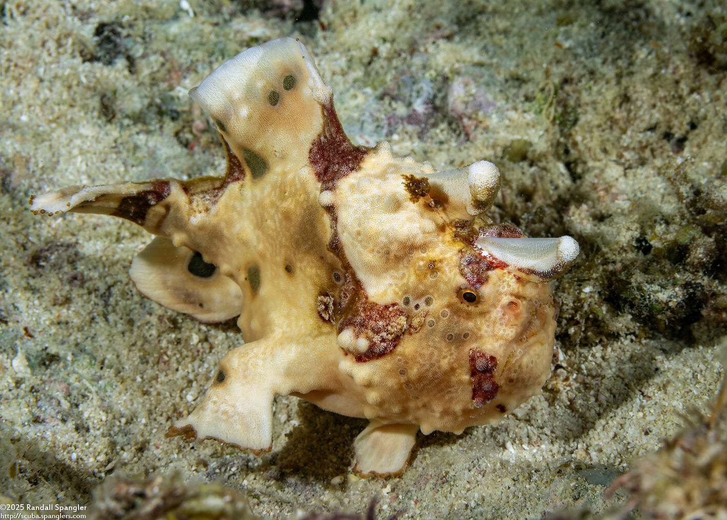Antennarius maculatus (Warty Frogfish)