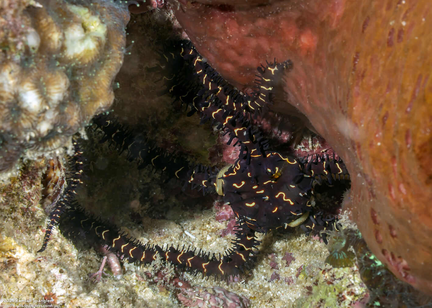 Ophiomastix flaccida (Flaccid Brittle Star)
