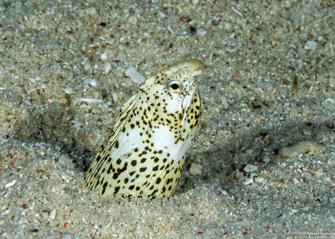 Callechelys marmorata (Marbled Snake Eel)
