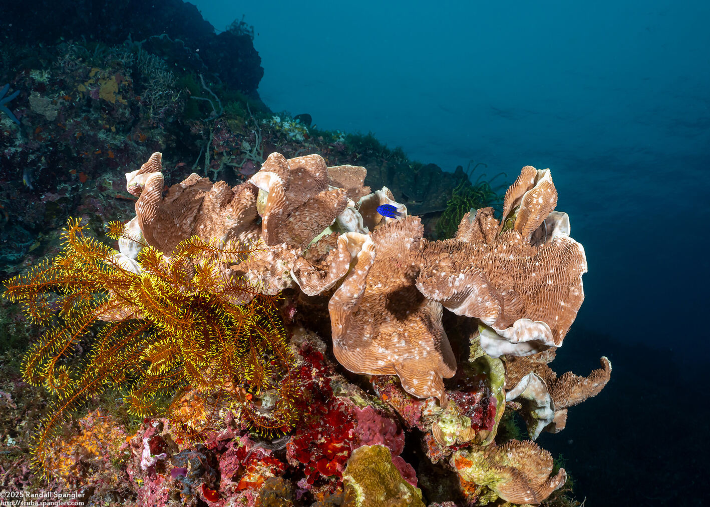 Pachyseris involuta (Pachyseris Involuta)