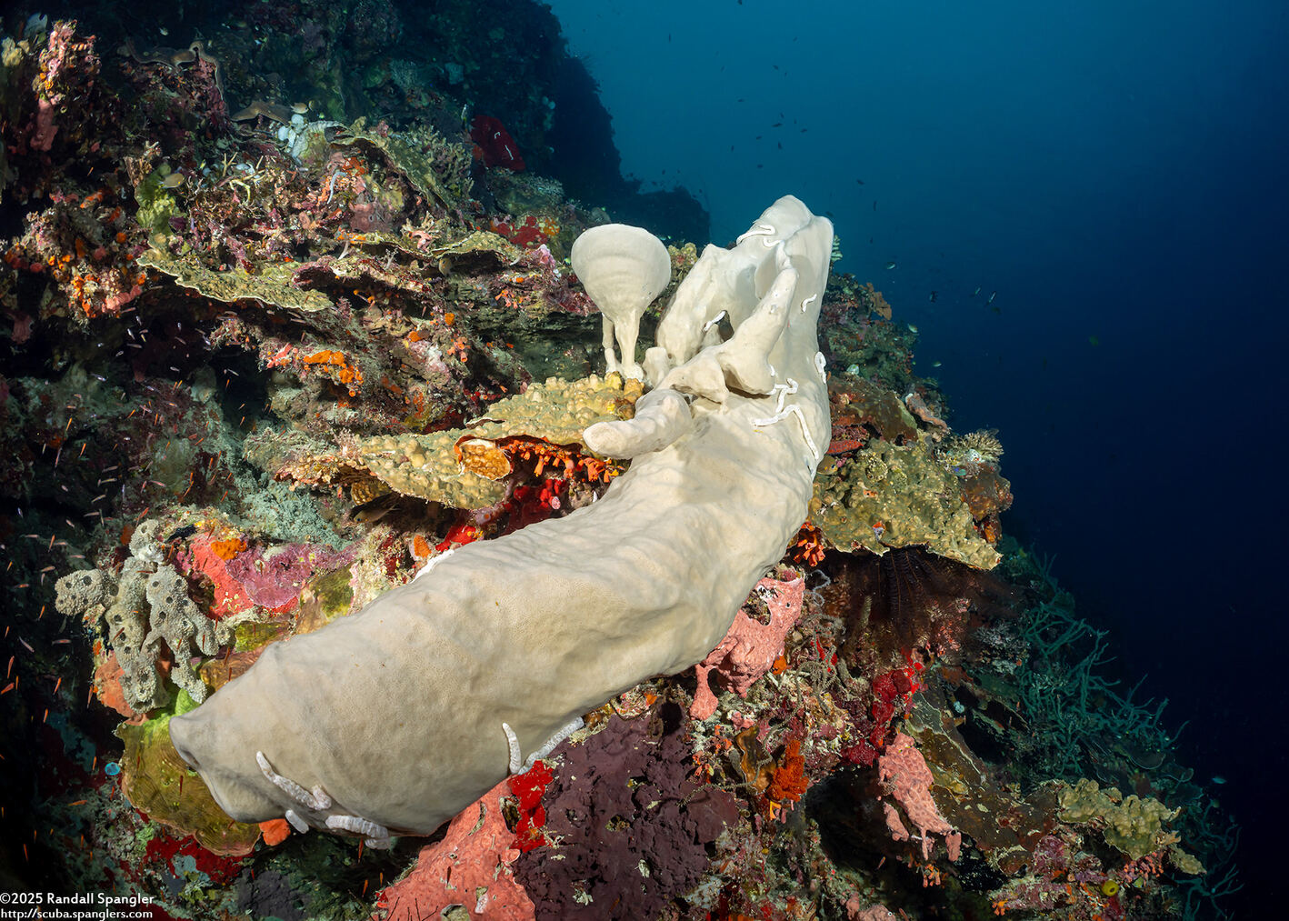 Haliclona fascigera (Haliclona Fascigera)