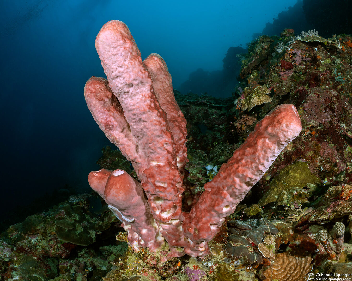 Theonella swinhoei (Brown Tube Sponge)