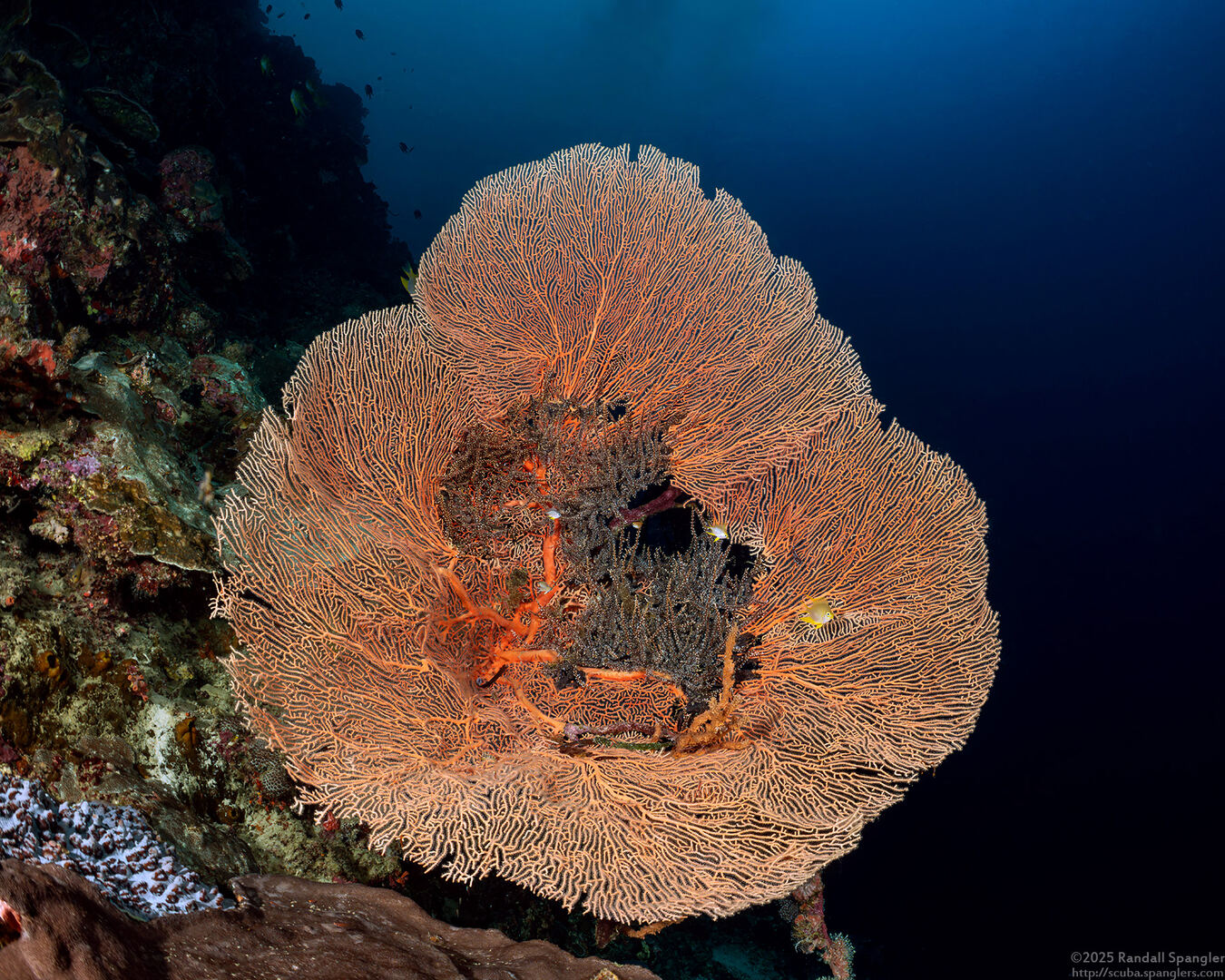 Annella mollis (Giant Sea Fan)