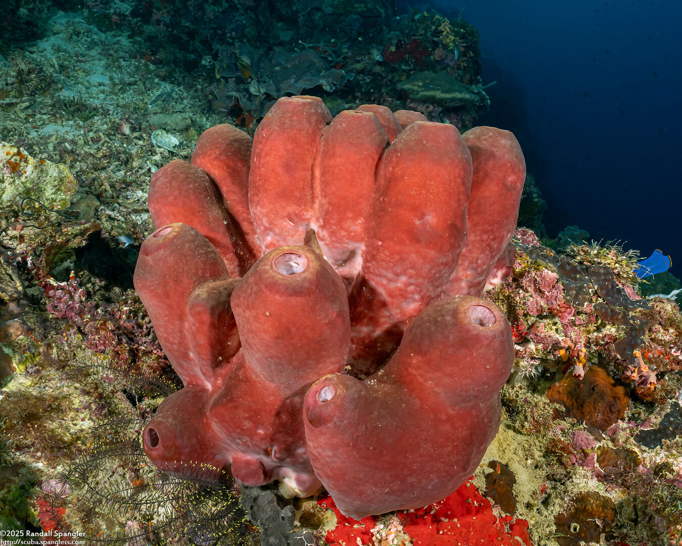 Theonella swinhoei (Brown Tube Sponge)