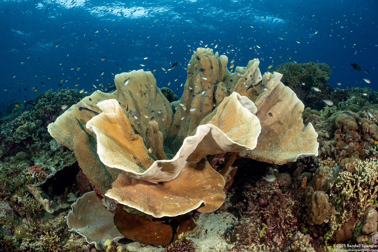 Turbinaria sp.1 (Turbinaria sp.1)