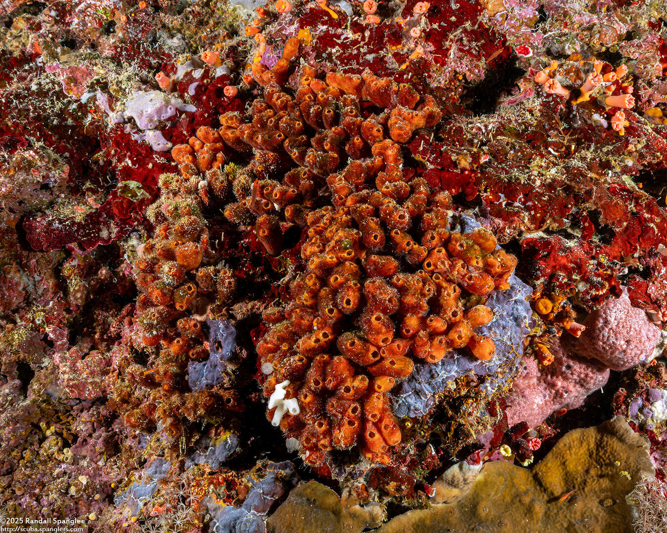 Polycarpa cf. contecta (Polycarpa cf. Contecta)