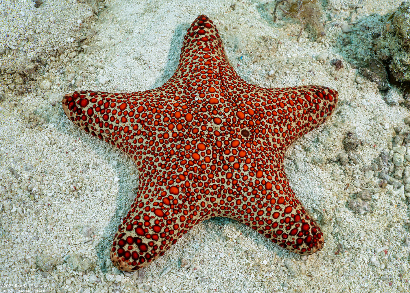 Pentaster obtusatus (Blunt Arm Sea Star)