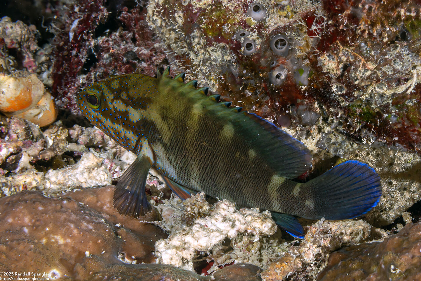 Cephalopholis microprion (Freckled Grouper)