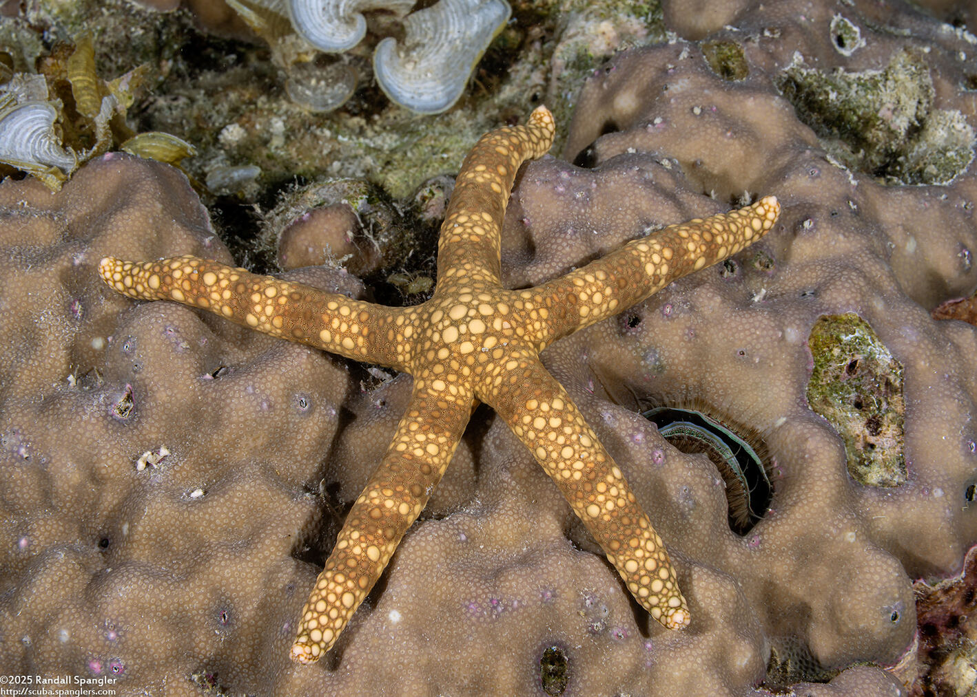 Nardoa tuberculata (Tuberculate Sea Star)