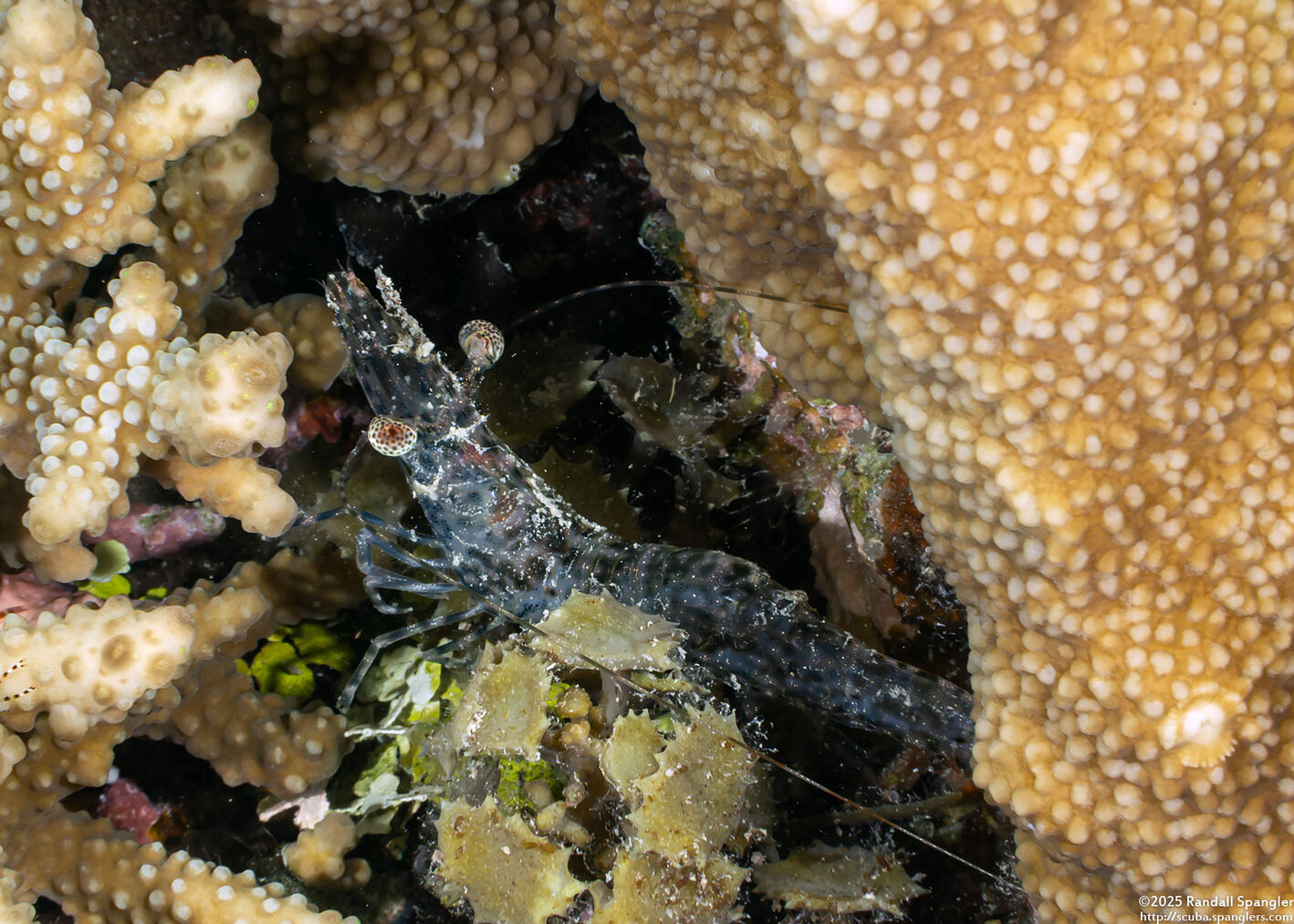 Heteropenaeus longimanus (Long-Arm Shrimp)