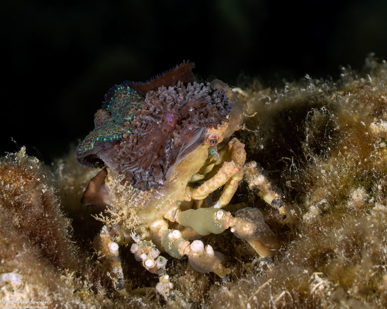 Cyclocoeloma tuberculatum (Corallimorph Decorator Crab)