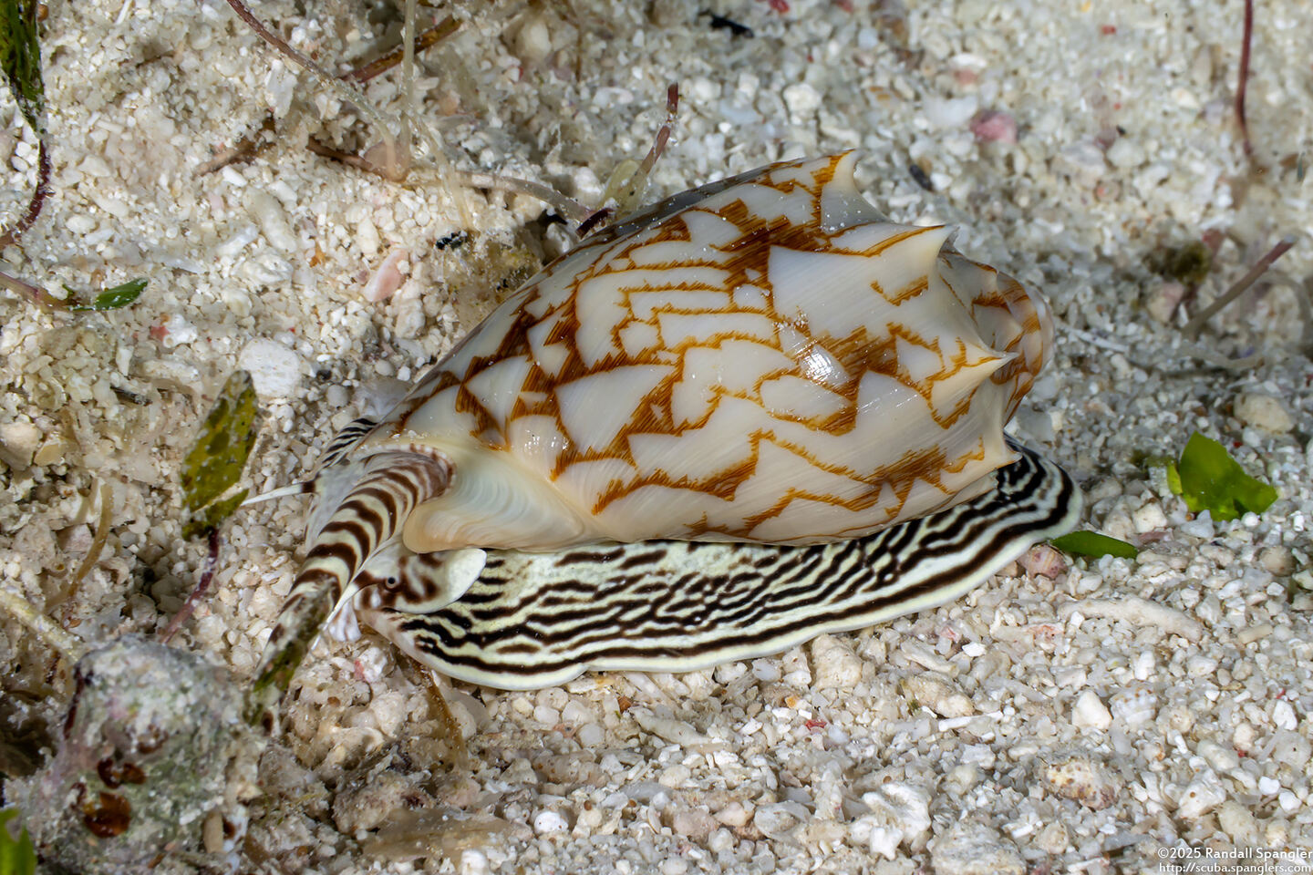 Cymbiola vespertilio (Bat Volute)