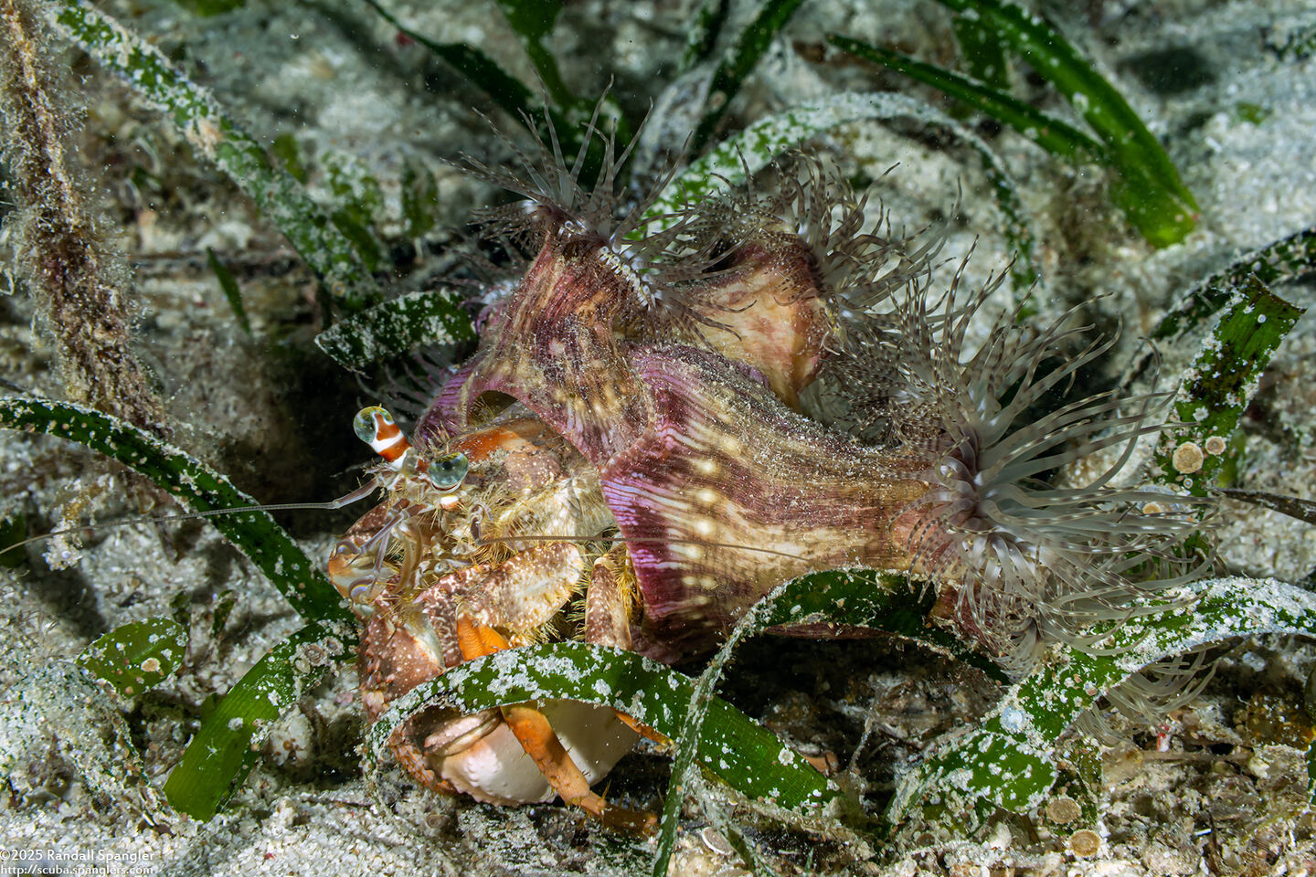 Calliactis polypus (Hermit Crab Anemone)