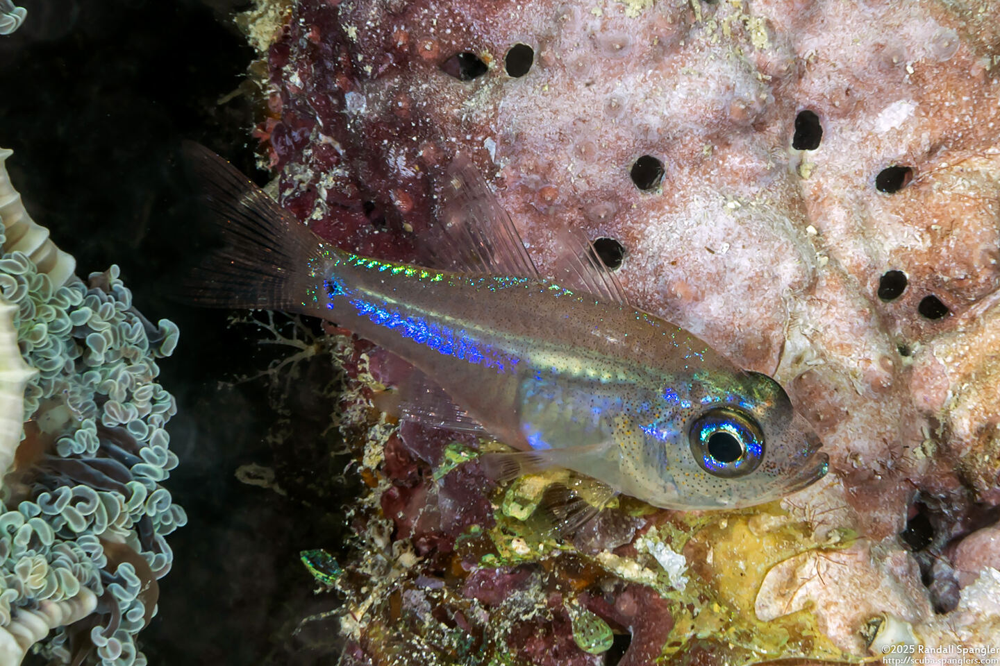 Zoramia viridiventer (Fragile Cardinalfish)