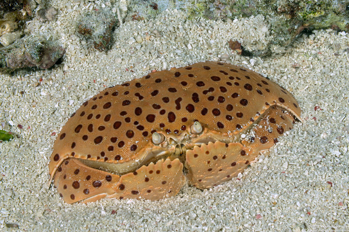 Calappa calappa (Giant Box Crab)