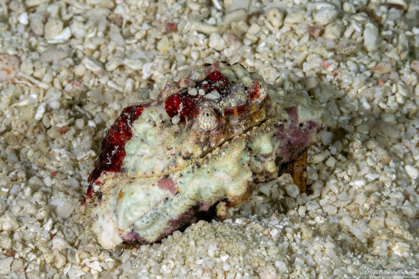 Calappa gallus (Rough Box Crab)