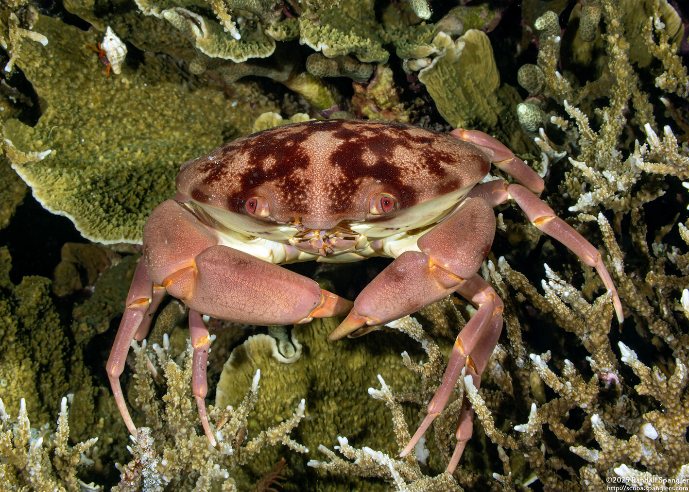 Carpilius convexus (Convex Crab)