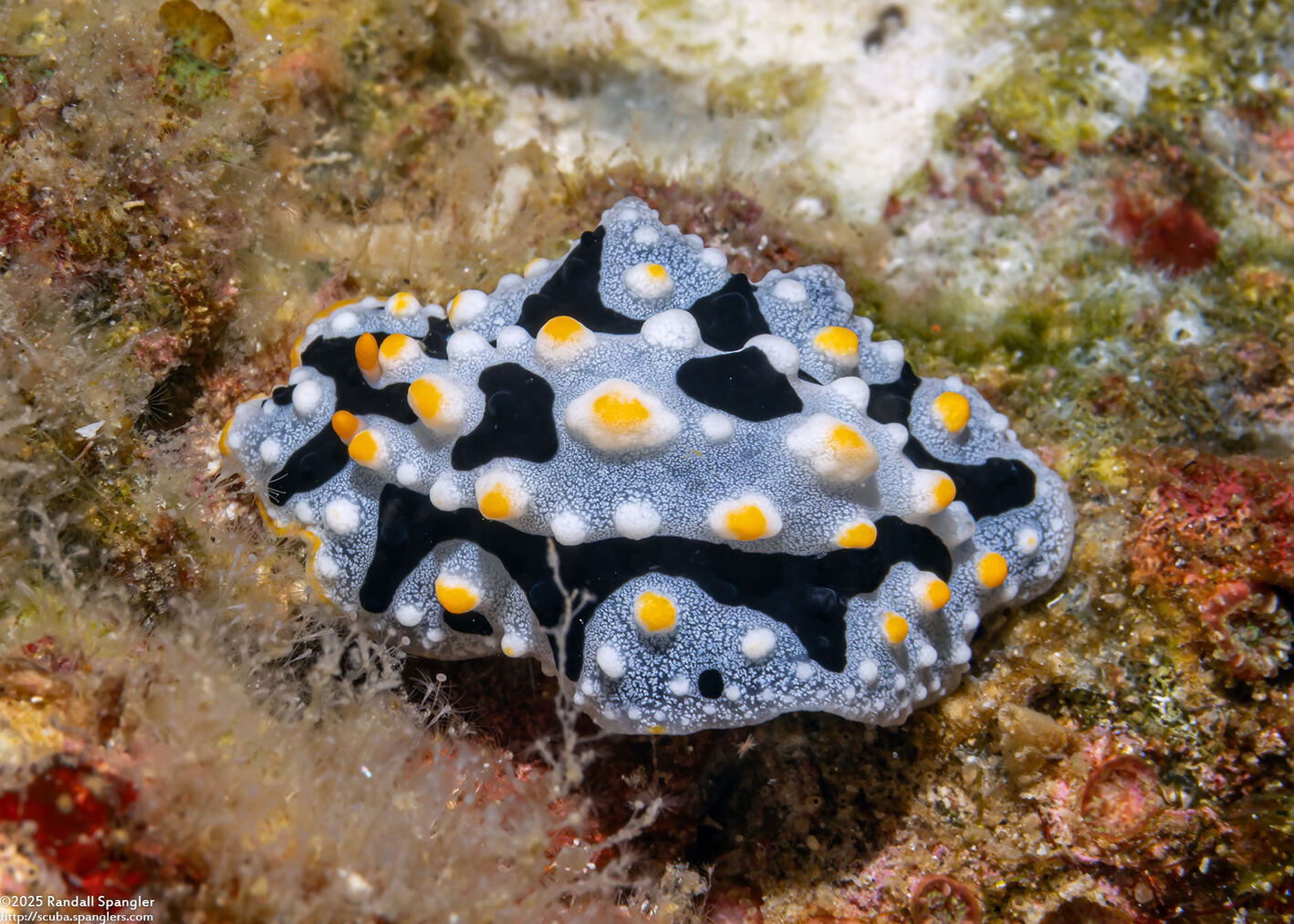 Phyllidia exquisita (Exquisite Phyllidia)