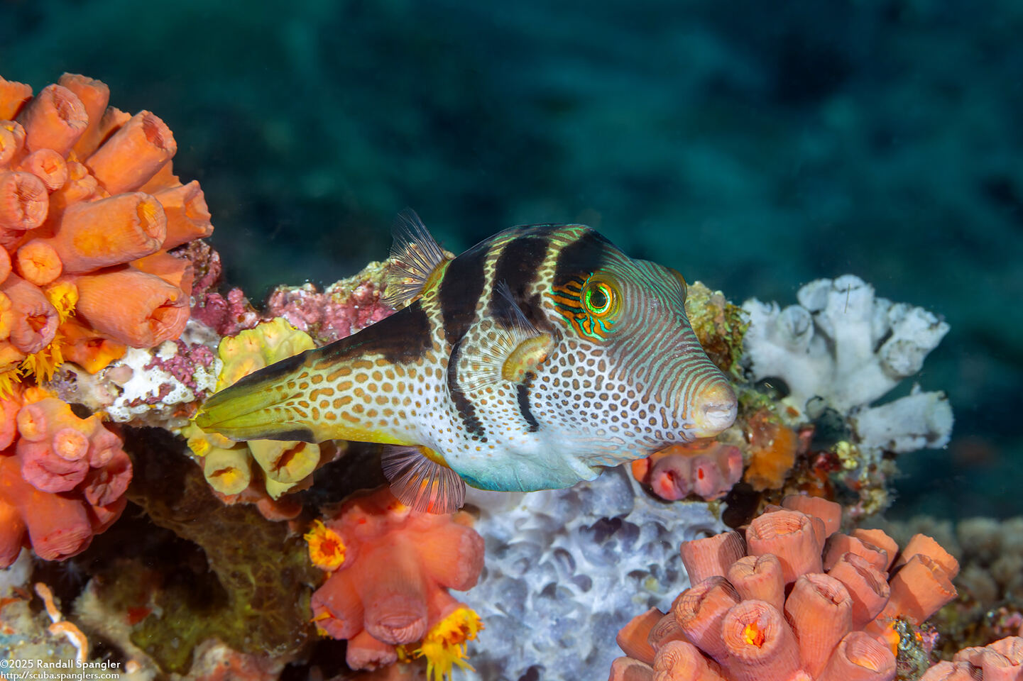 Canthigaster valentini (Black-Saddled Toby)