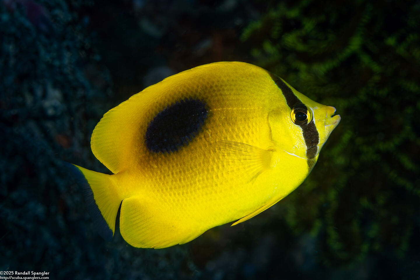 Chaetodon speculum (Oval-Spot Butterflyfish)